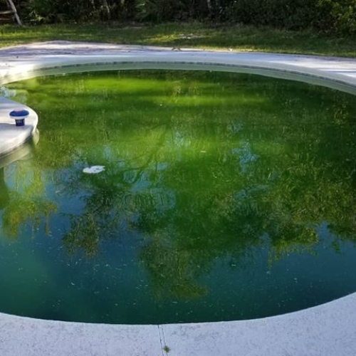 piscina con algas